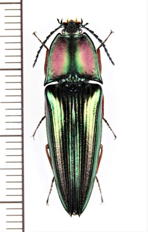 コメツキムシの一種 Campsosternus latiusculus ♀ インドネシア