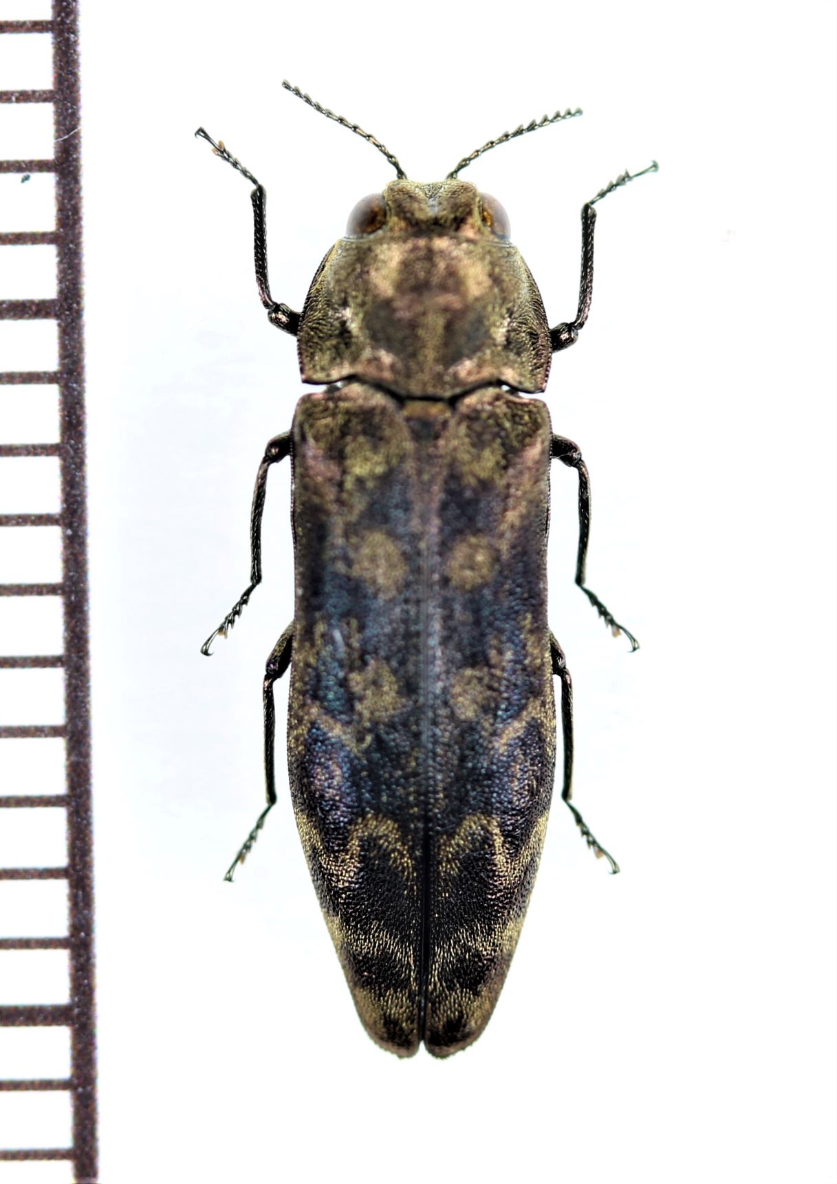 サビナカボソタマムシ 鳥取県 - Insect Islands 〜南の島の昆虫標本屋