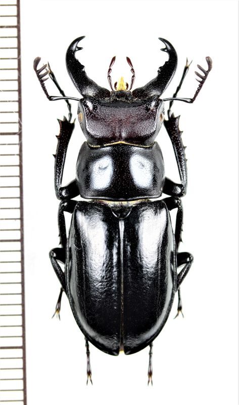 ミクラミヤマクワガタ ♂ 29.7mm 御蔵島 - Insect Islands 〜南の島の