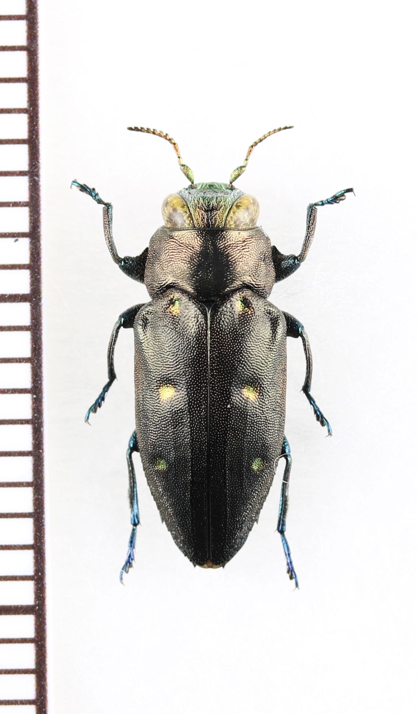 インドムツボシタマムシ 沖縄本島 - Insect Islands 〜南の島の昆虫