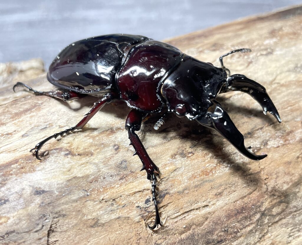 レギウスオオツヤクワガタ - Inscreateworks