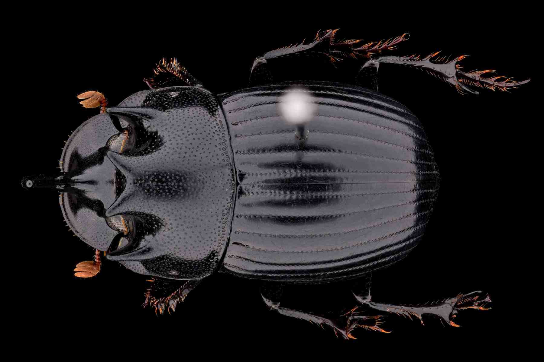 ゴホンダイコクコガネ｜INSECT.Minoh.City