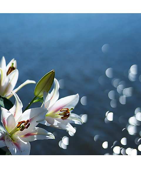 メゾン クリヴェリ（MAISON CRIVELLI） リス ソラベルグ