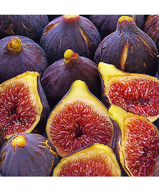 ディフューザー フィグ／アマルフィ 250mL | LALIQUE/ラリック