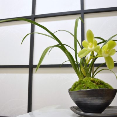 テーブルシンビ | カテゴリー | シンビジウム（シンビジューム）本舗