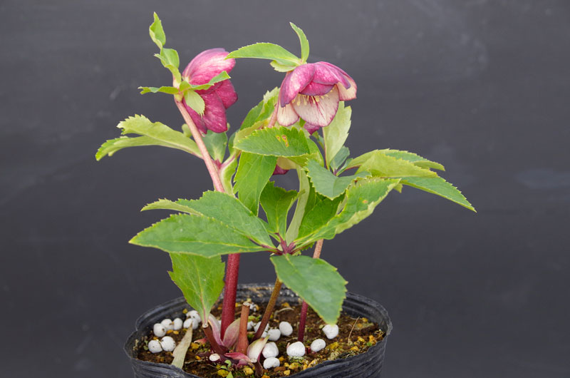 2019年2月1日 クリスマスローズ販売ゴールド系交配入荷。その2。 野田