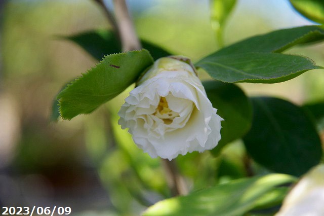 山野草の石田精華園 / 西洋椿 苗 エレガンス シャンペン 3年生挿木苗