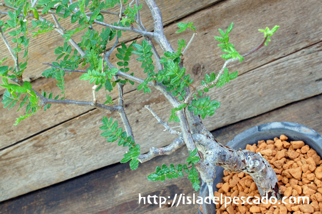 isla del pescado - Operculicarya borealis-オペルクリカリア・ボレアリス