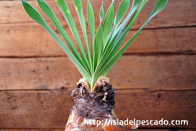 isla del pescado - Boophane disticha-ブーファン・ディスティチャ