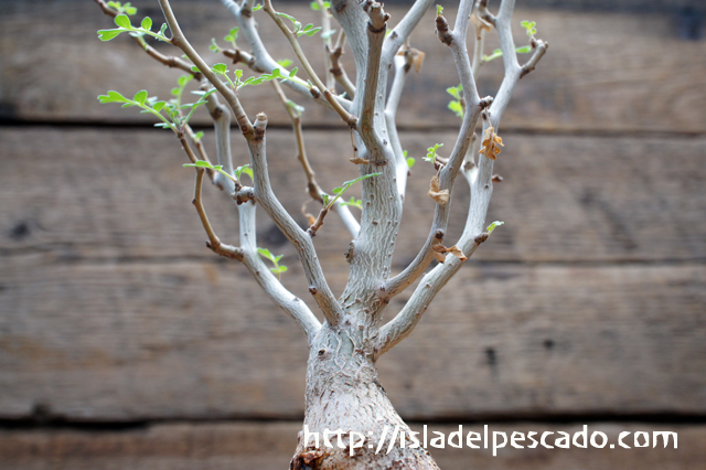 isla del pescado - Pachycormus discolor-象の木