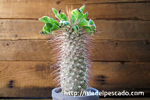 isla del pescado - Pachypodium namaquanum-光堂