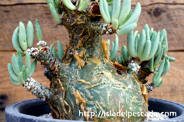 isla del pescado - Tylecodon pearsonii-白象