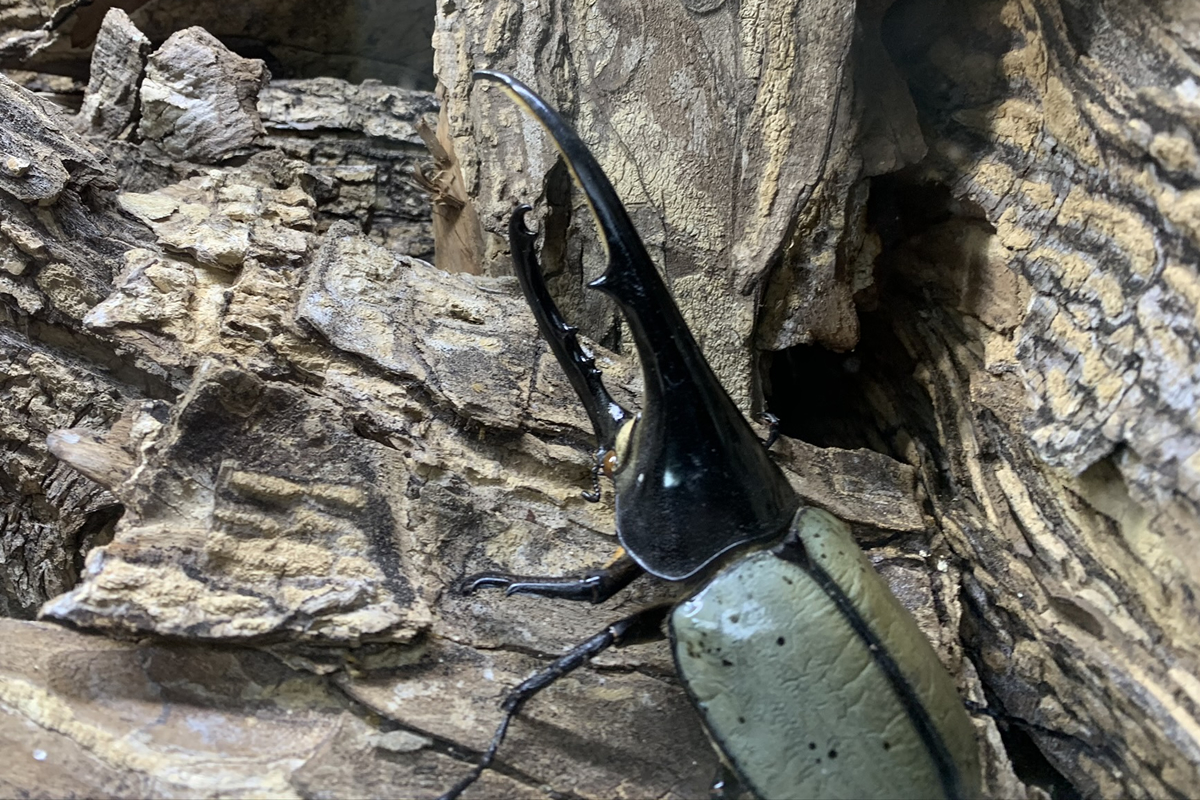 世界最大のカブトムシ“ヘラクレスオオカブト”をグアドループへ探しに