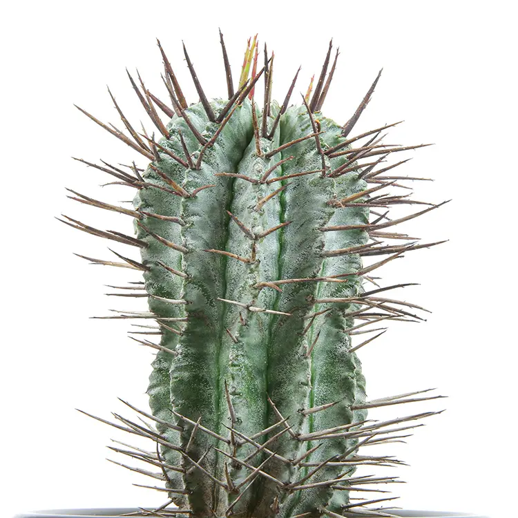 ユーフォルビア ホリダの育て方