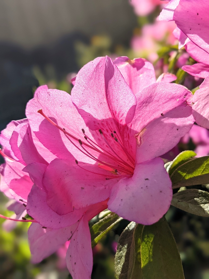 躑躅』…読めない(・・;) | いろどり訪問介護