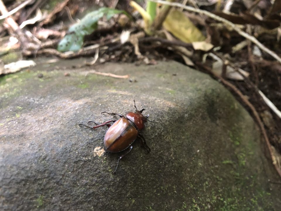 チャイロマルバネクワガタ | 西表島モンスーン - 西表島モンスーン