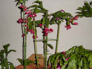 シャコバサボテン