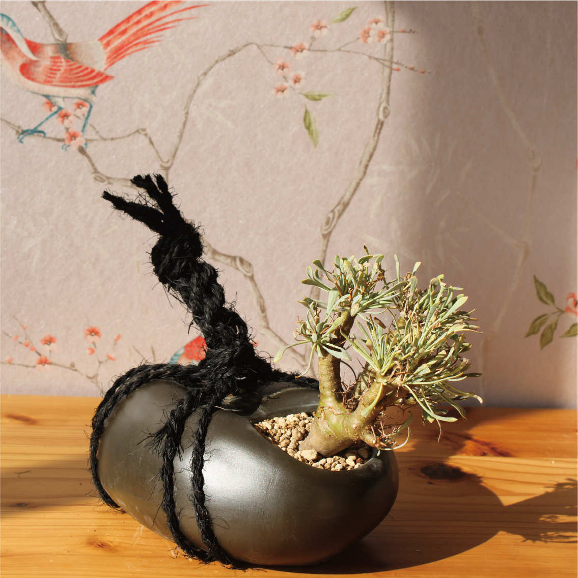 Special Edition】tomeishi+オトンナ ユーフォルビオイデス – izo Japan