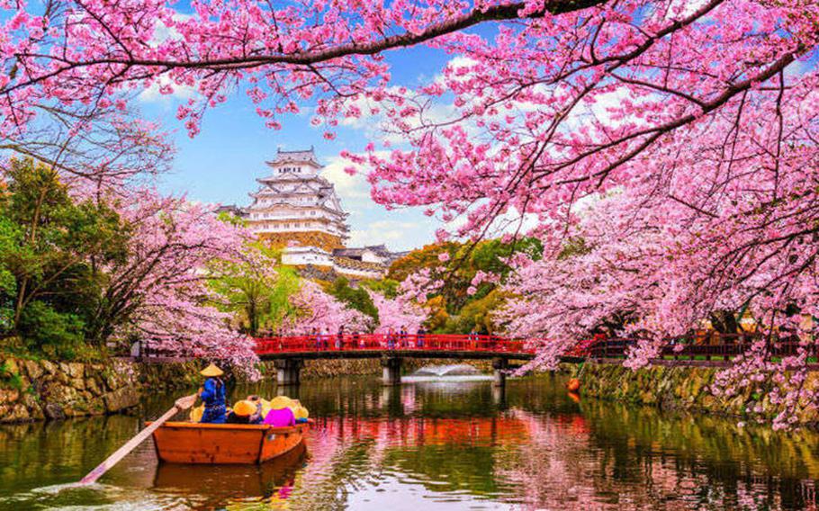 Cherry blossom in Japan: 20 facts to ring in the season | Stripes