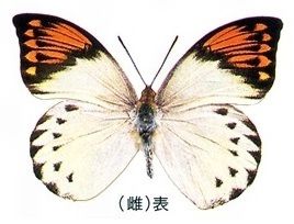 ツマベニチョウ〔標本写真〕 | 日本大百科全書