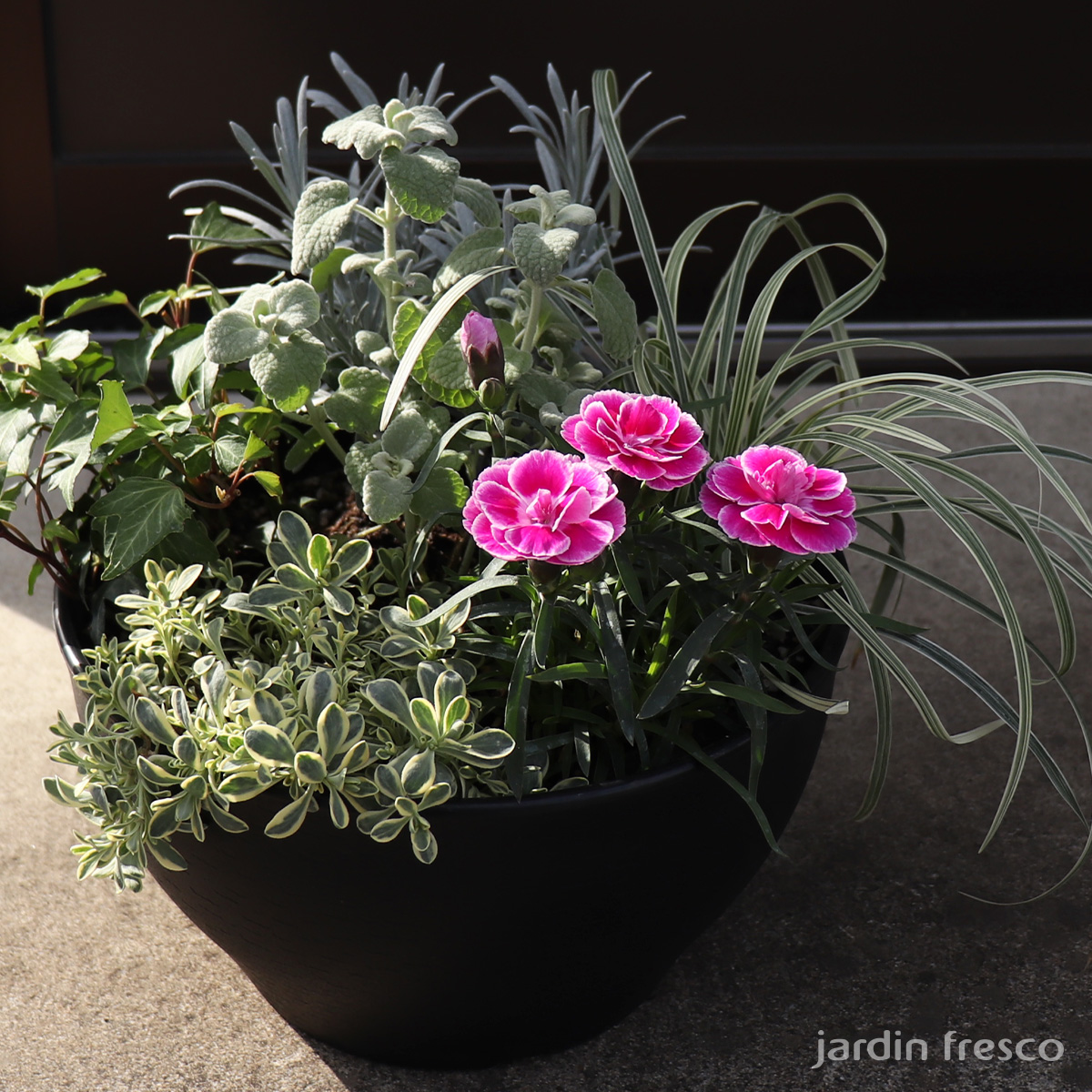 ダイアンサス「あなたにキュン」とシルバーリーフの寄せ植え6ポット