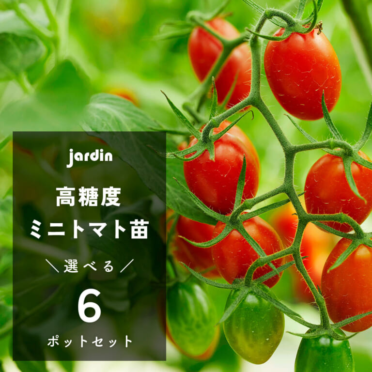 糖度10度以上！Jardin(ハルディン)の選べる高糖度ミニトマト苗(6ポット