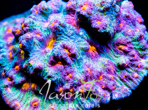 JASON FOX SUNDROP CHALICE – Jason Fox Signature Corals