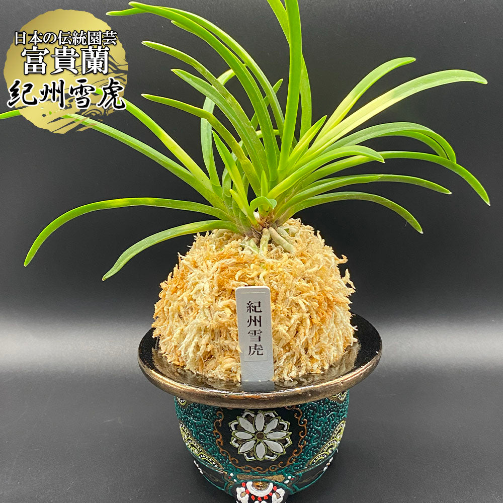富貴蘭 種類『紀州雪虎』（きしゅうせっこ）【現品】大虎斑の美しい