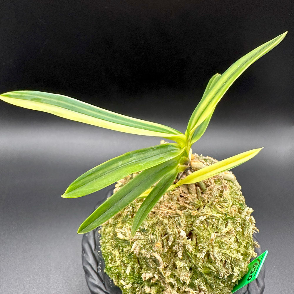 宝石のような観葉植物のお店 【Jewelry Plant】 富貴蘭 白牡丹 は