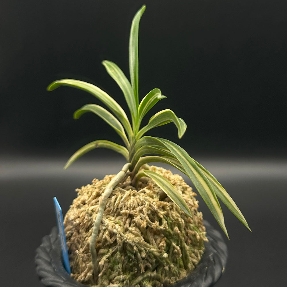 富貴蘭 風蘭 蘭 虹雪 こうせつ 1本立 【現品】 T703-A フウキラン