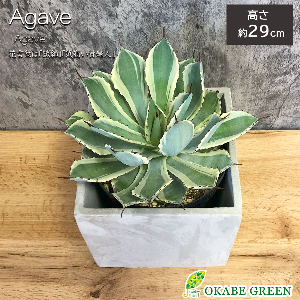 宝石のような観葉植物のお店 【Jewelry Plant】 アガベ 吉祥冠錦