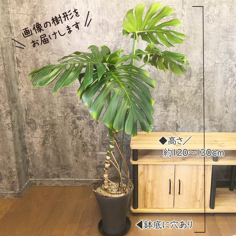 モンステラデリシオーサ8号鉢つき2株植え❗深穴あき❗大型種❗