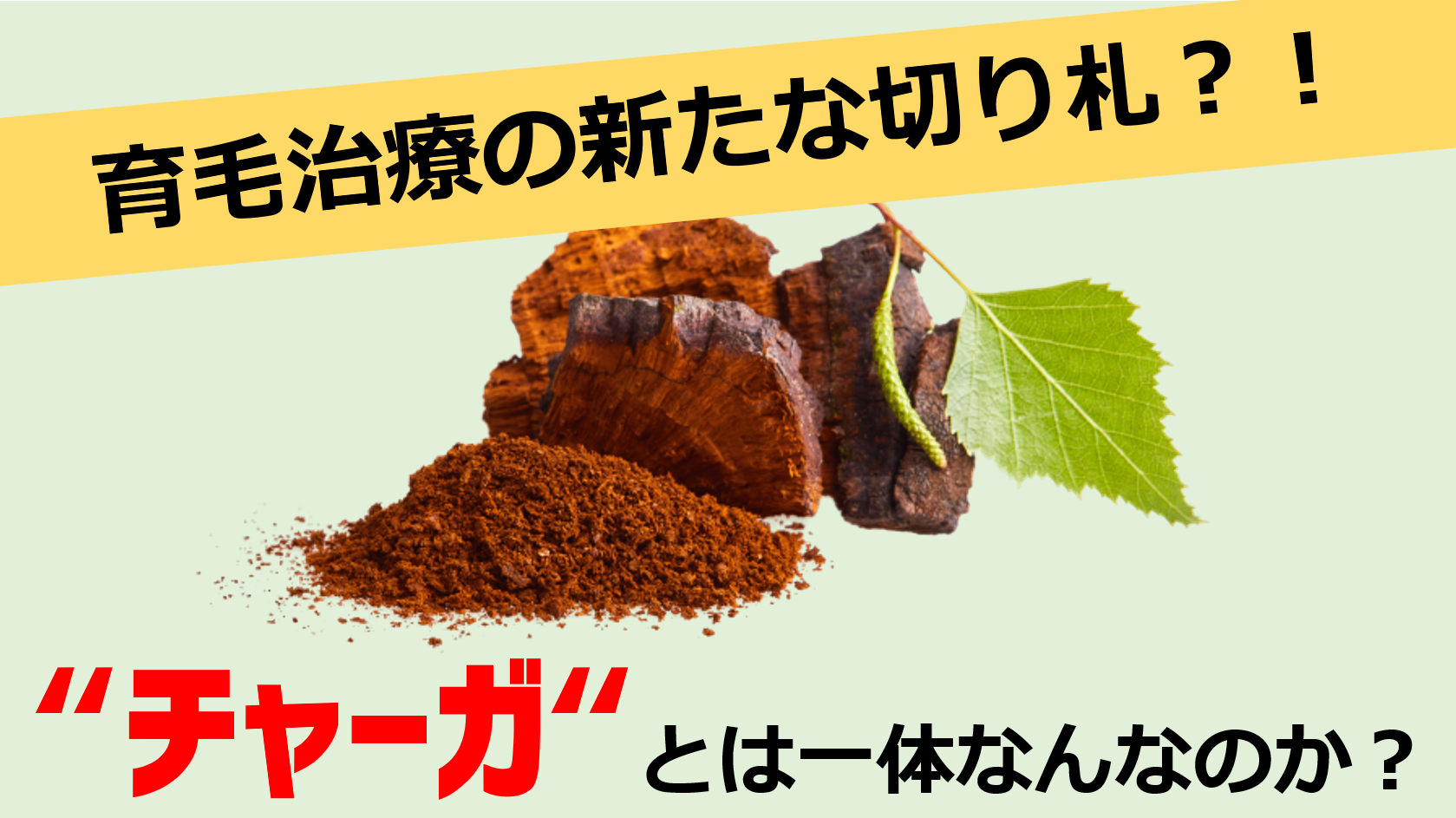 育毛治療の新たな切り札！ 天然由来成分『チャーガ』とは一体なんな