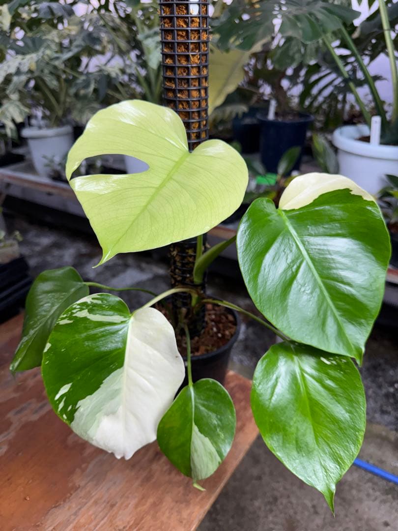 モンステラ – JolieNursery