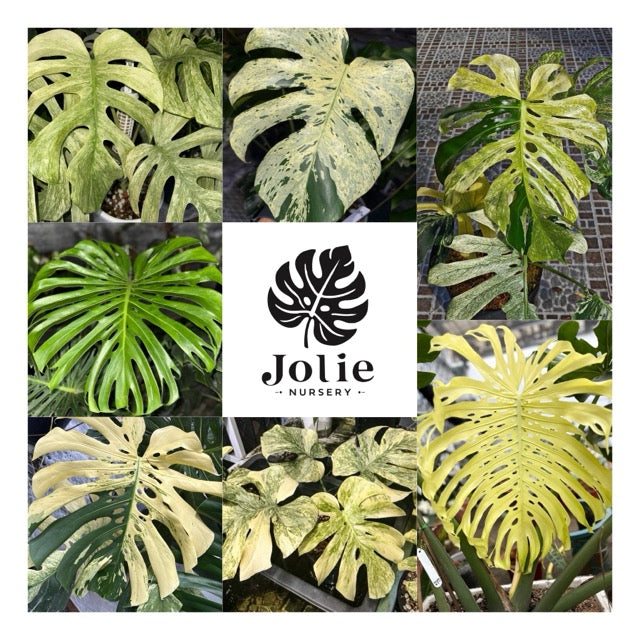 モンステラ デリシオーサ ホワイトモンスター 天津蘭 斑入り 希少種