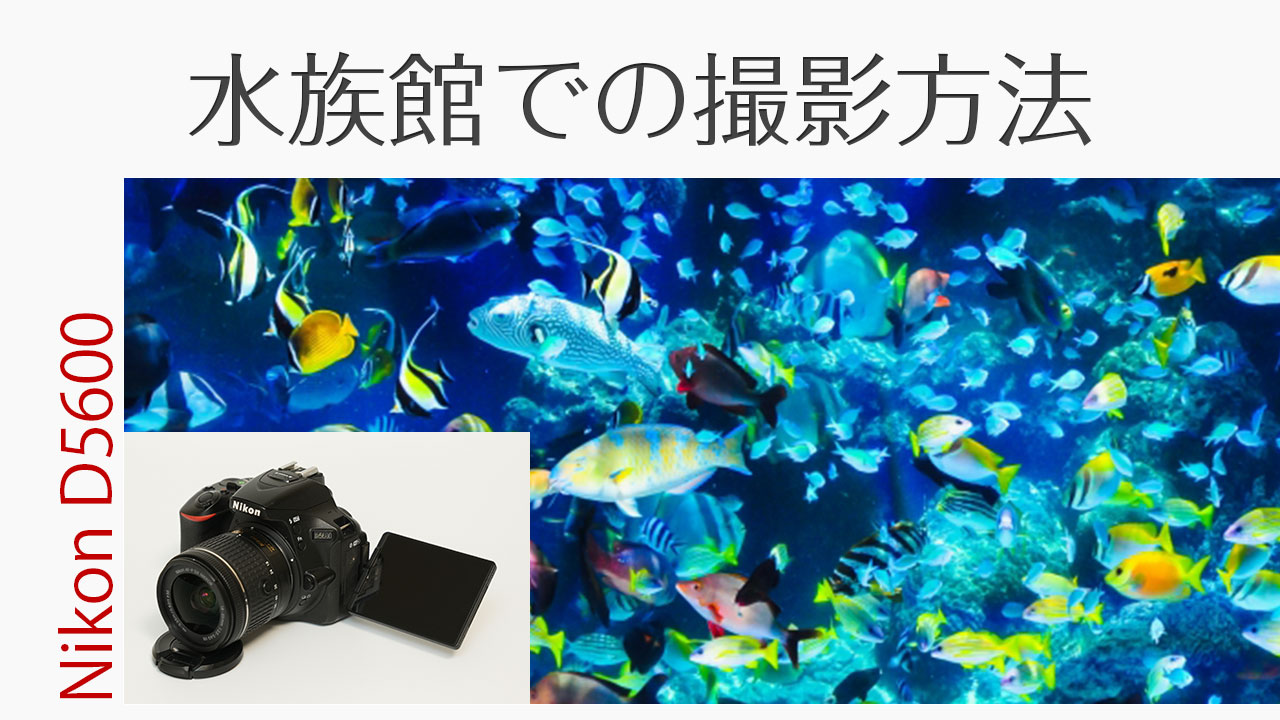 Nikon D5600 水族館で失敗しない撮影方法 初心者でもすぐできる