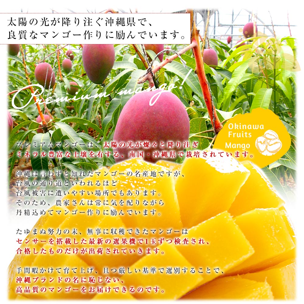 沖縄県より産地直送 JAおきなわ プレミアムマンゴー 赤秀品 超大玉4L