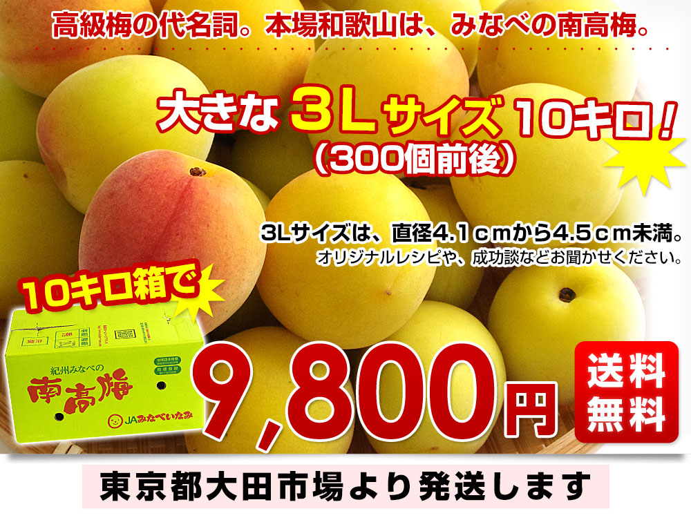 和歌山県産 JA紀州 みなべの南高梅 3Lサイズ 10キロ 梅 梅干 梅干し
