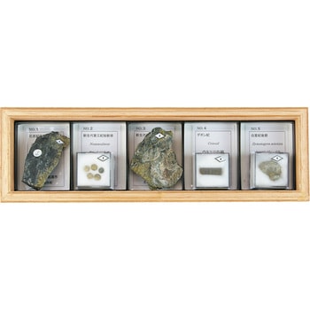 L55-3709 示相化石標本 FF-5R ナリカ 1個 L55-3709 - 【通販モノタロウ】