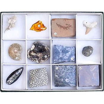 12TS 標準化石標本 ケニス 1セット(12個) 12TS - 【通販モノタロウ】