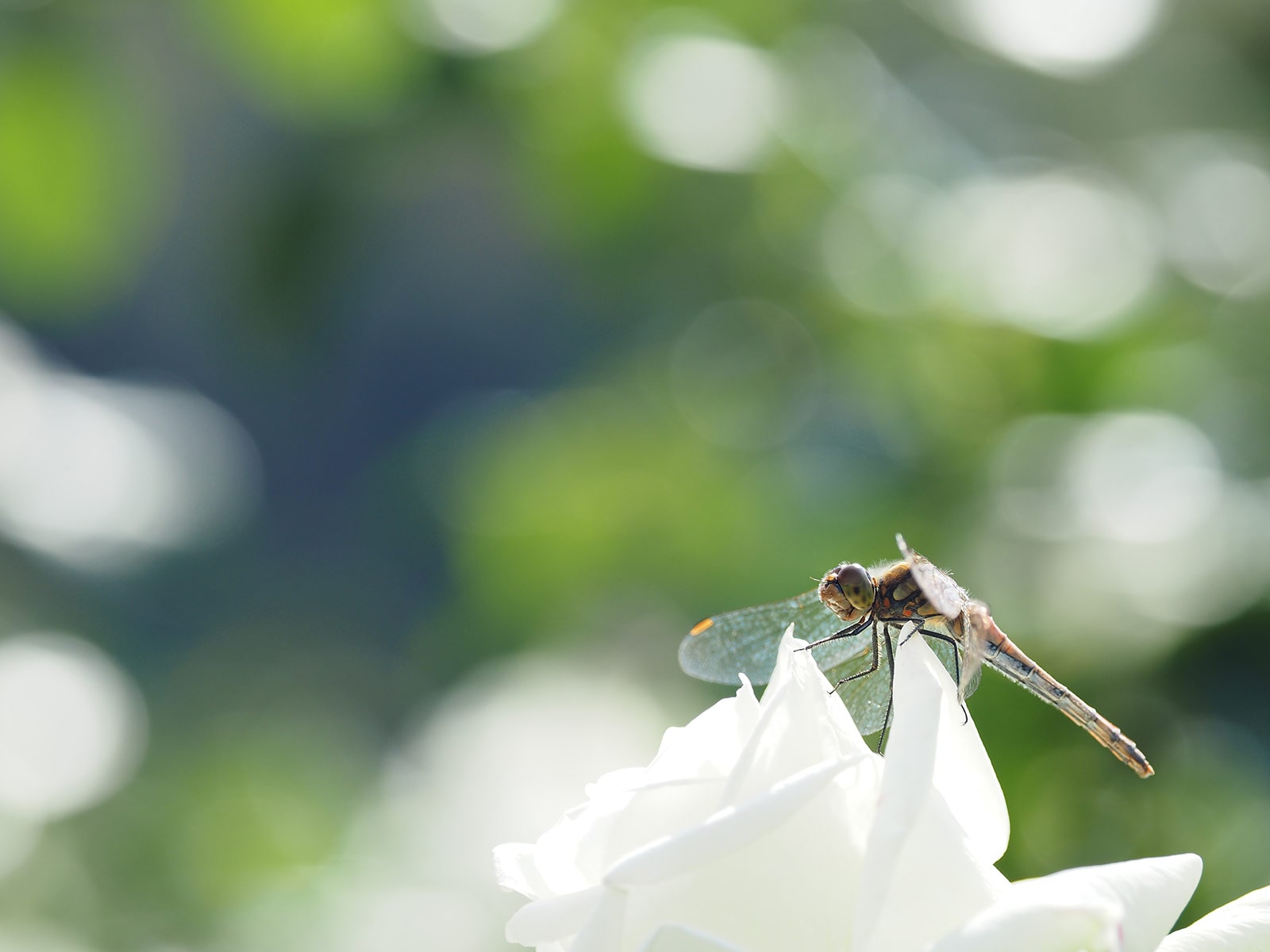 写真家 吉住 志穂 × M.ZUIKO DIGITAL ED 40-150mm F4.0 PRO ～美しい