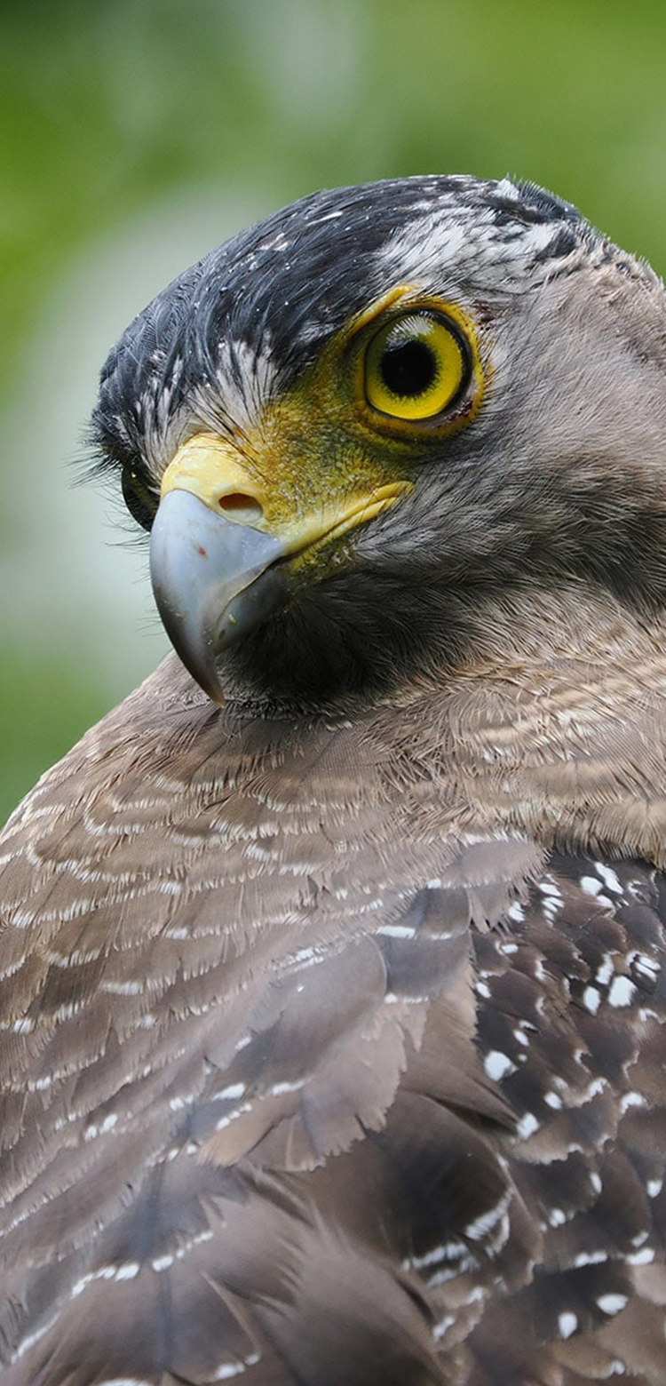 基本情報｜M.ZUIKO DIGITAL ED 150-400mm F4.5 TC1.25x IS PRO｜M