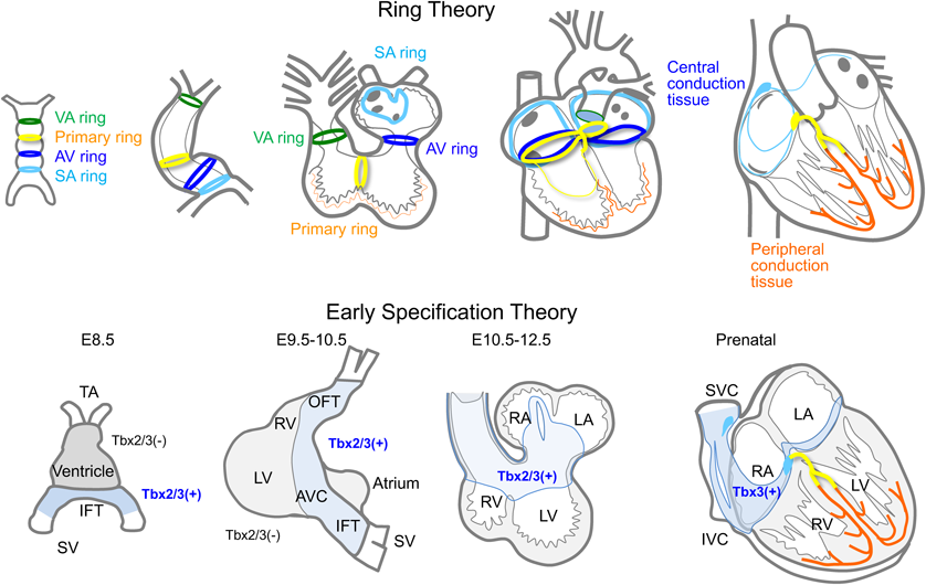 ここまで知っておきたい発生学：発生・形態形成の基礎知識