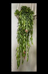 Ceratostema rauhii — Ecuagenera Orquídeas del Ecuador