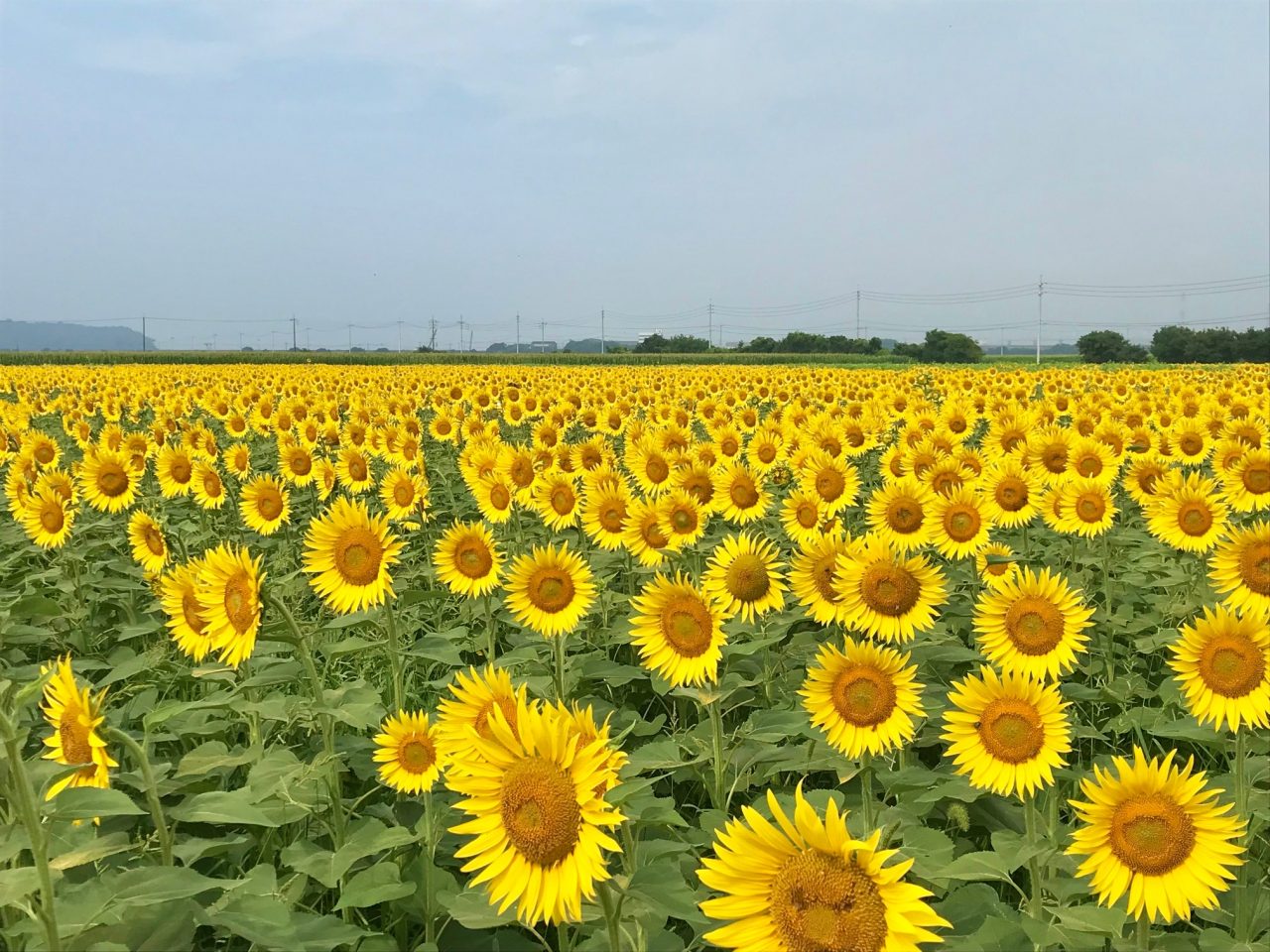 7月5日ひまわり畑「A」見頃に！ | 道の駅笠岡ベイファーム