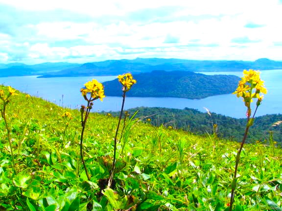 高山植物花図鑑
