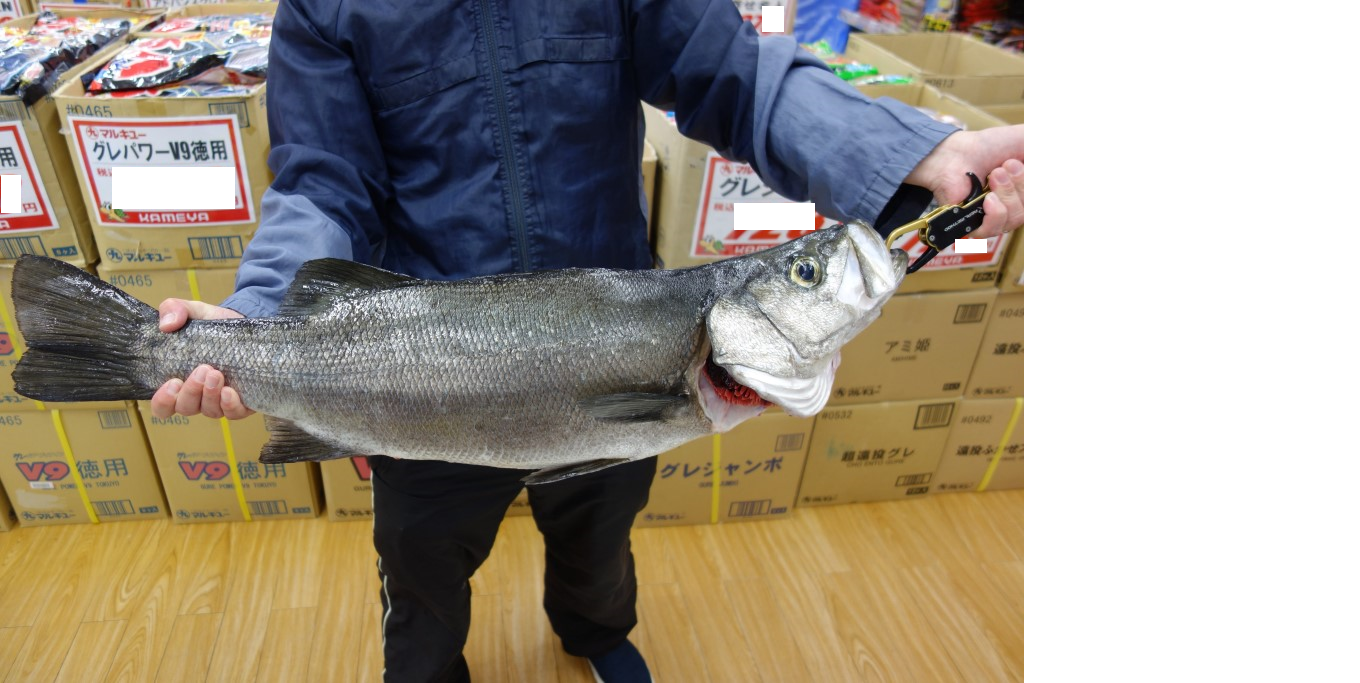 3月7日 ヒラスズキ 米水津 | かめや釣具