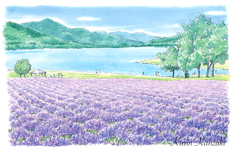 南富良野町ラベンダー畑｜イラストレーター かんざき かりん
