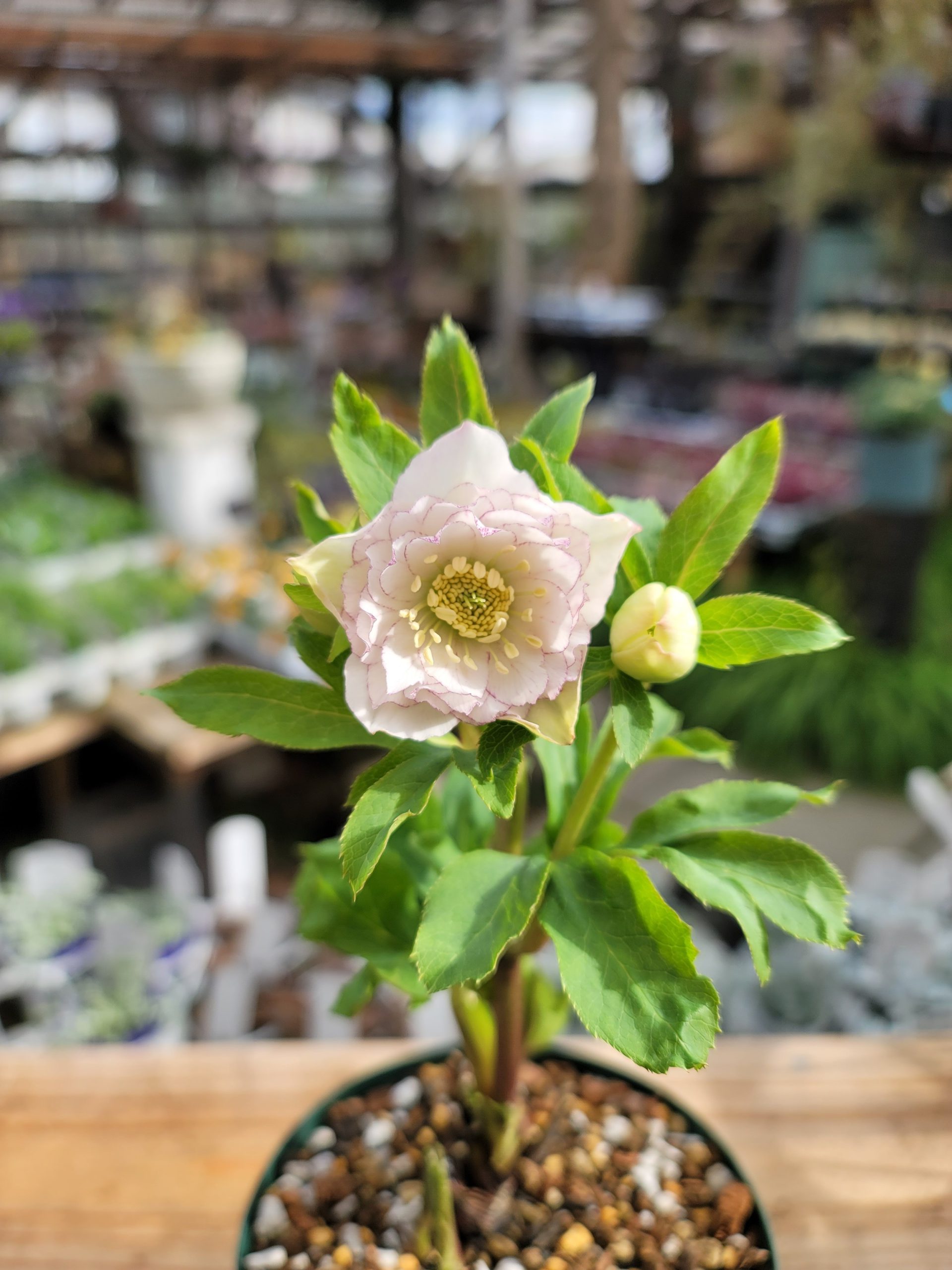 2022クリスマスローズ「な」花通販 | Kanekyu金久は、大阪の泉佐野市