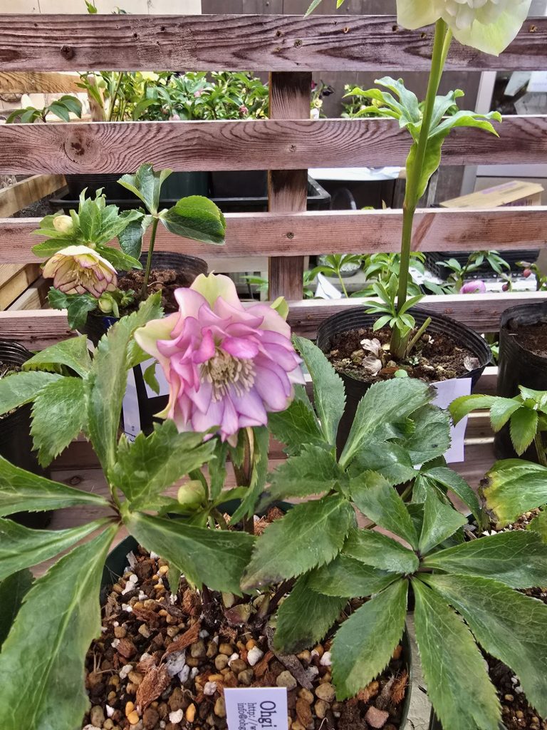 2025クリスマスローズ｢け｣花通販 | Kanekyu金久は、大阪の泉佐野市